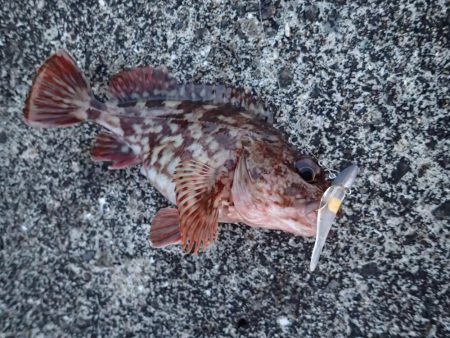 ライトワインドで爆釣の夜♪